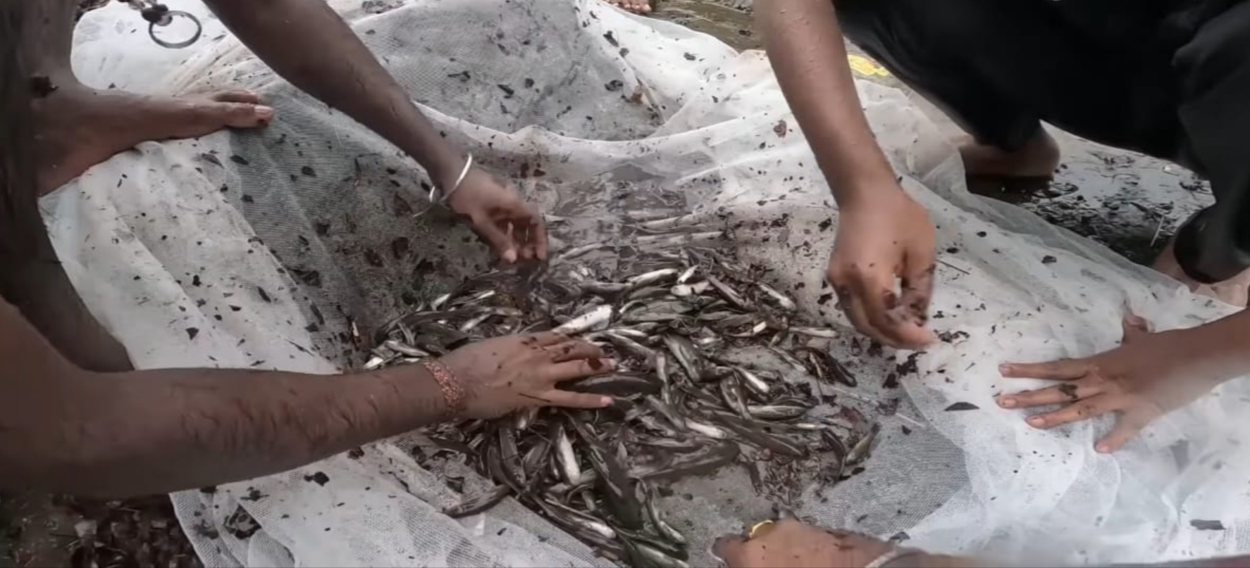 वसईत आले वळगणीचे मासे, ताजे मासे मिळत असल्याने खवय्यांची मिळते मोठी पसंती